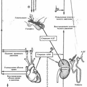Улогата на хормони во регулирањето на осмотскиот притисок и концентрацијата на натриум и калиум јони