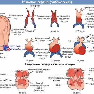 Развојот на срцето на фетусот. Обележувач срцето цевка во ембрионот