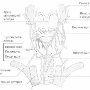Тироидната и паратироидните жлезди