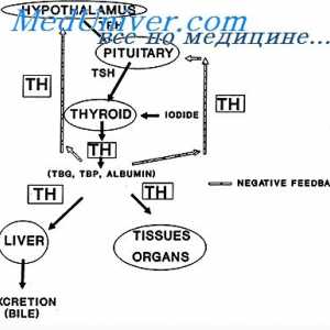 Жлезда тироидната жлезда и гастроинтестиналниот тракт. Тироидните хормони и времетраењето на…
