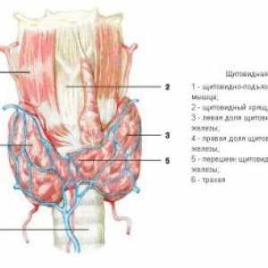 Тироидната жлезда, ембриологија, анатомија и хистологија
