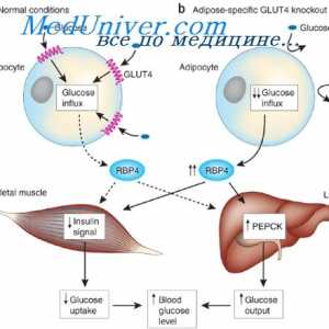 Санација на мускулен гликоген. Хранливи материи за мускулите