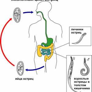 Како pinworms живеат во човечкото тело, развој на животниот циклус