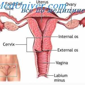 Физиологијата на женски генитални органи. хормоналниот систем на жените