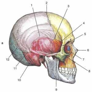 Врски на коските на черепот