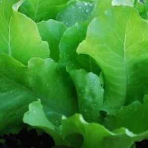 Санта мраз зелена салата сорти за одгледување во отворен терен