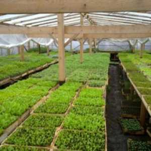 Санта мраз зелена салата сорти за одгледување во ефект на стаклена градина