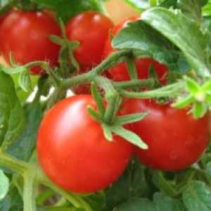 Сорти домати за одгледување