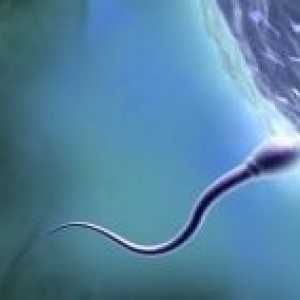 Сперма од мажот ти го одредува полот на вашето бебе