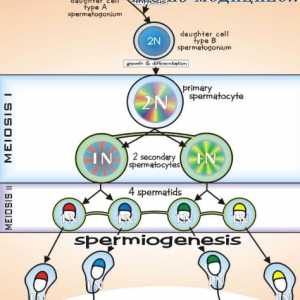 Сперматогенеза. фази на сперматогенезата