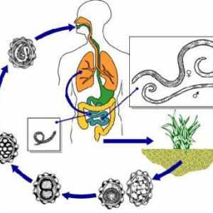 Фаза на развој и животниот циклус на човечкото roundworm