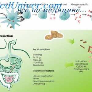Структурата на алергени. Т-клеточни епитопи