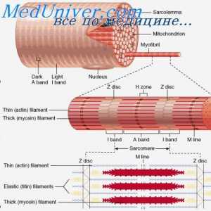 Структурата на мускулното ткиво. Мускулни влакна физиологија