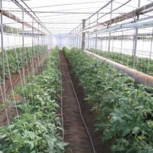На технологијата на одгледување домати во стаклена градина
