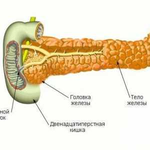 Панкреасот тело