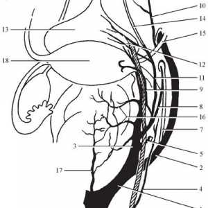 Топографска анатомија на карличните органи. снабдување со крв