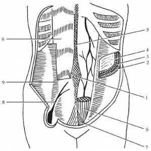 Топографска анатомија на предниот абдоминален ѕид