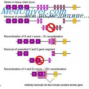 Уредување VC-ген. Прекинувачки антитело ген активност