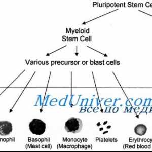 Трансплантација на матични клетки во српеста анемија, синдром Diamond Црното вентилатор