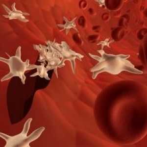 Тромбоцити во крвта: тоа значи дека стапката на тромбоцити