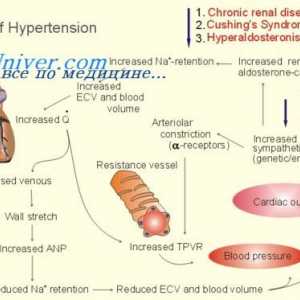 Турбулентен проток на крв. крвен притисок