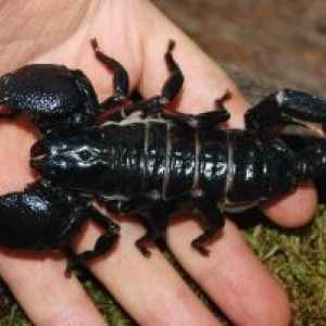 Scorpion убоди: прва помош, последиците од тоа го прават?