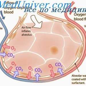 Стабилност белите дробови за кислород. Теорија единечна доза пулмонална кислород интоксикација
