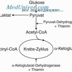 Физиологија на тиамин метаболизам. Од дневната потреба на тиамин