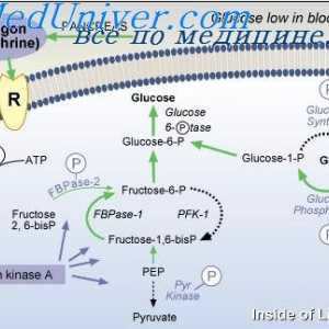 Важноста на гликоза регулатива. дијабетес мелитус