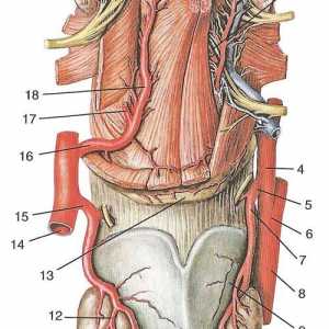 Гранките на надворешната каротидна артерија
