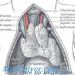 Тимусот жлезда: анатомија, функција и физиологија