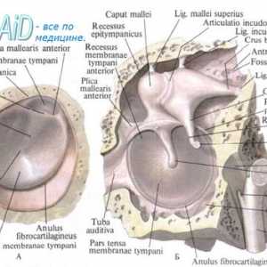 Структурите на внатрешното уво. Анатомски лавиринт врска.