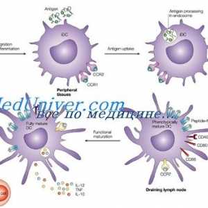 Ефект на имуномодулатор на дендритски клетки. Морфологијата на дендритични клетки