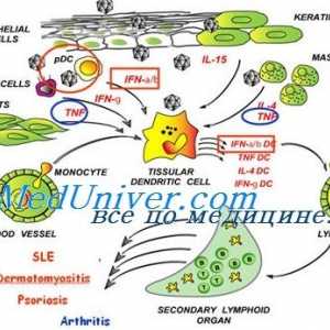 Ефект на Immunovac sn-4 неспецифична на отпорот. Изолација на голем комплекс на хистокомпатибилност