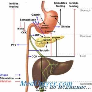 Ефектот на секретин на инсулин синтеза, желудникот и крвотокот
