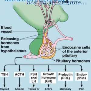 Интрацелуларна хормонски рецептори. Механизми на средните медијатори
