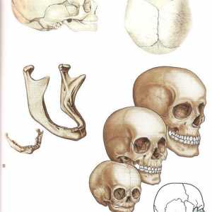 Возраст разлики во структурата на черепот