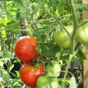 Одгледување домати зеленчук љубителите на лозарите