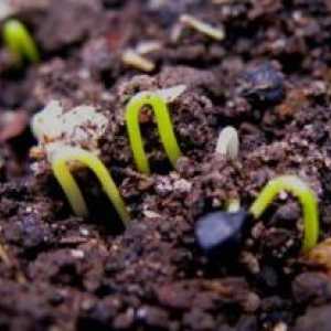 Расте кромид семиња
