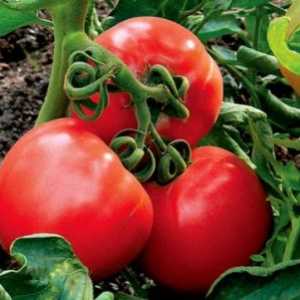 Изведените Оценки (хибриди) од домати, повеќе погодна за целосна механизација на одгледување