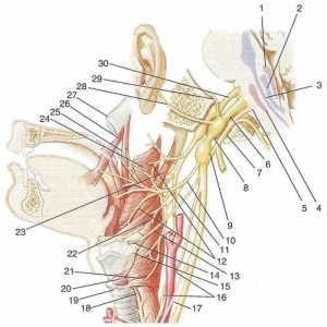 X-XII кранијални нерви