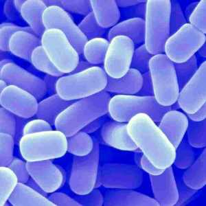 Живи бактерии на dysbacteriosis